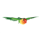 Lovebird in Flight 