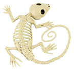 Gecko Skeleton 