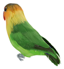 Lovebird Perching 