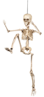 Poseable Skeleton - 50cm 