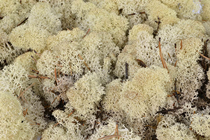 Reindeer Moss - Natural 