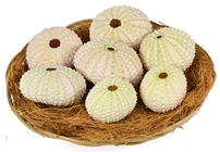 Natural Sea Urchin Shells in Basket 