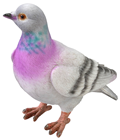 Lifelike Pigeon 