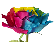 Giant Rainbow Open Rose - 136 x 50cm 