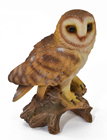 Small Barn Owl 