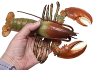 Crab, Lobster and Prawn Set 