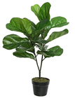 Fig Tree in Pot 