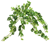 Pothos Bush - 50cm 