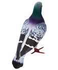 Realistic Foam Pigeon 
