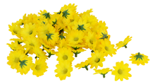 Scatter Flowers - Yellow