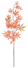 Orange Japanese Maple Branch 