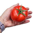 Large Lifelike Tomato 