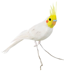 White Cockatoo - 30cm 