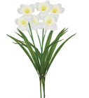 White Double Daffodil - Pk.3 