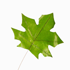 37CM MAPLE LEAF WITH METAL STEM 