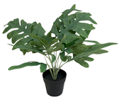 Blue Star Fern in Pot - 34cm 