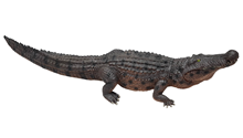 Brown Baby Crocodile 