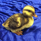 Squatting Duckling 