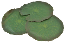 Waterlily Leaves 