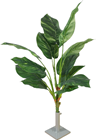 Pothos Plant - 60cm 