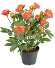 Orange Potted Rose Plant 