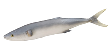 Long Grey Rubber Fish - Slight Second 