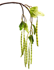 Green Bean Branch 