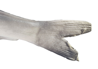 Grey Rubber Fish - Slight Second 