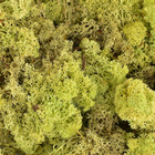 Reindeer Moss - Light 