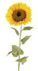 Artificial Sunflower - 140 x 28cm