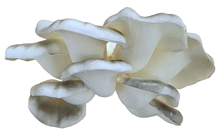 Large Grey Oyster Mushroom Cluster 