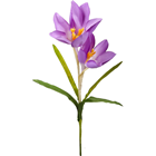 Giant Purple Crocus 