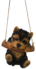 Rocking Yorkshire Terrier Puppy 