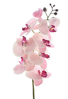 Light Pink Orchid Stem - 77cm 