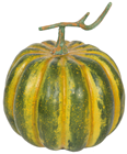 Large Round Green Pumpkin 