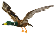 Flying Mallard Duck - 30 x 50cm 