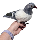 Lifelike Pigeon with Feathers 