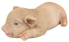 Sleeping Piglet 