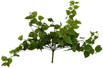 Pothos Bush - 50cm 