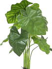 Caladium Plant 