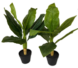 Two Slight Seconds Strelitzia Plant in%2 