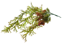 Green-Brown Seaweed Bush 