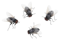 Large Fake Flies with Magnet - Pk.4 