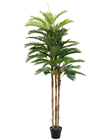 Kentia Palm Tree 