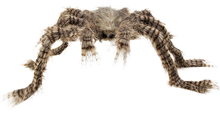 Brown Hairy Spider 