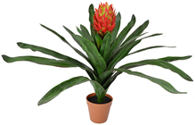 Bromelia Plant 