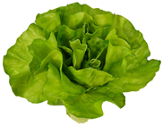 Lettuce - Light Green 
