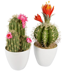 Cactus in Pot with Orange Flowers 