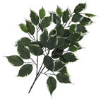 Ficus Branch Spray - Pk.12 