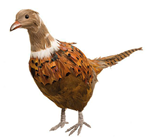 Pheasant 